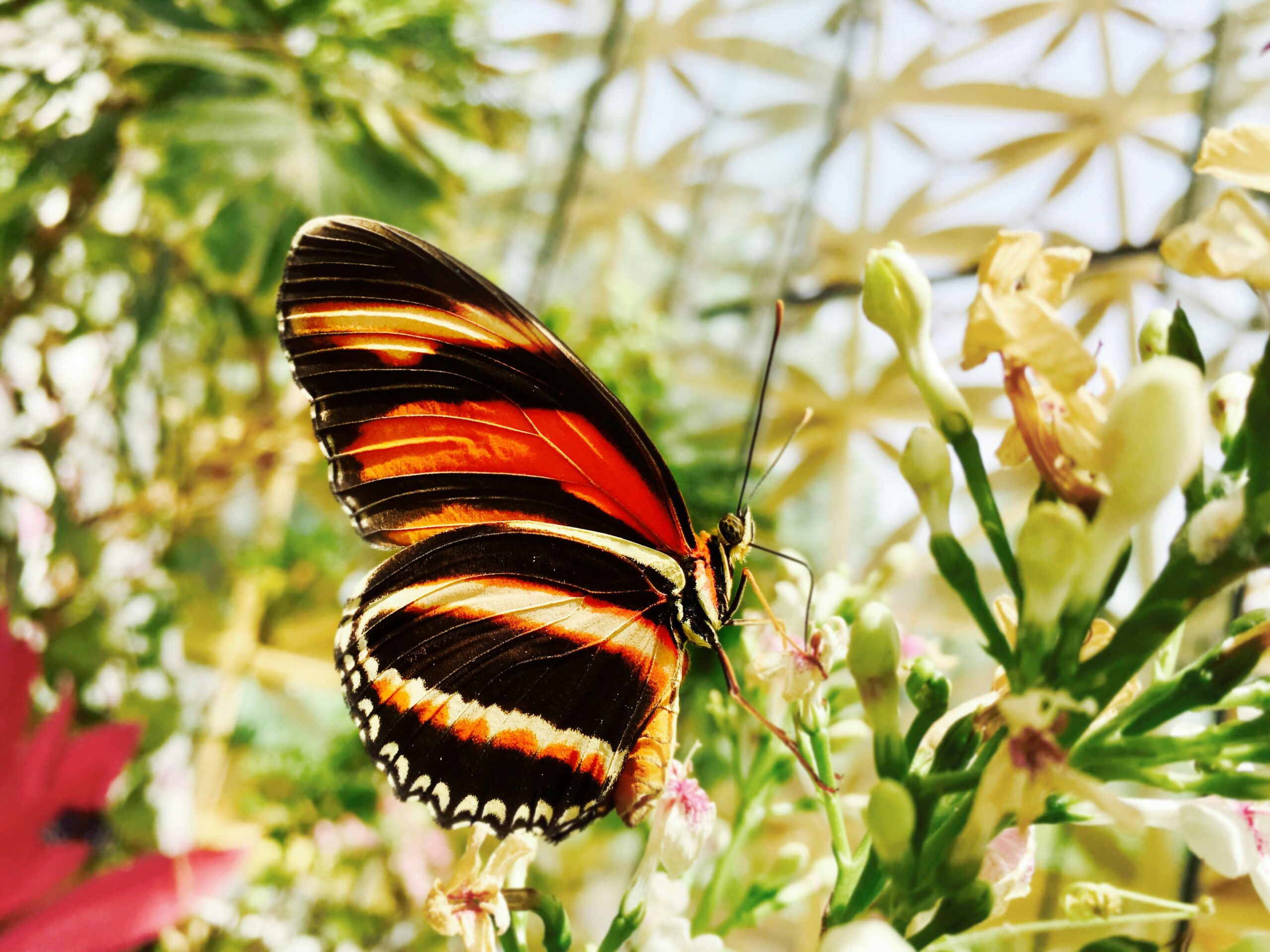 Detailed view of a banded orange heliconian butterfly perched on vibrant flowers, showcasing vivid colors.